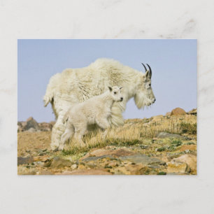 USA, Colorado, Rocky Mountains, Mount Evans, Postcard