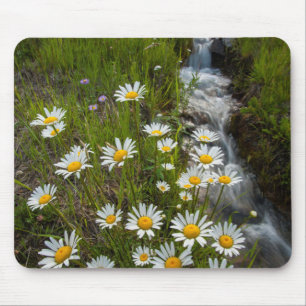 USA, Colorado, San Juan Mountains. Daisies Mouse Pad