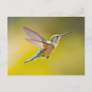 USA, Colorado, Summit County, Heeney. Side view Postcard