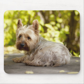 USA, Colorado, Yorkshire terrier lying down and Mouse Pad