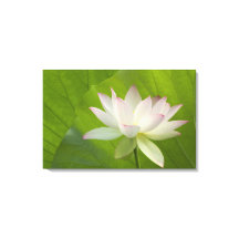 USA, DC, Washington, Kenilworth Aquatic