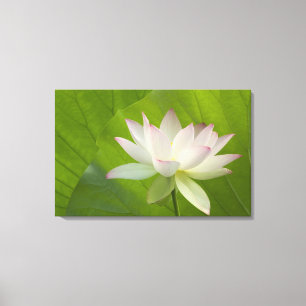 USA, DC, Washington, Kenilworth Aquatic Canvas Print