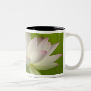 USA, DC, Washington, Kenilworth Aquatic Two-Tone Coffee Mug