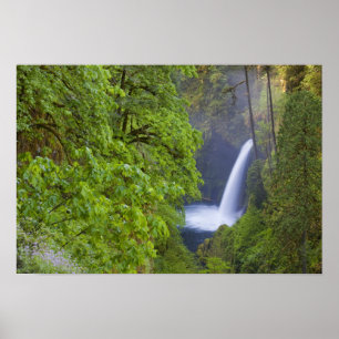 USA, Eagle Creek, Columbia Gorge, Oregon. 2 Poster