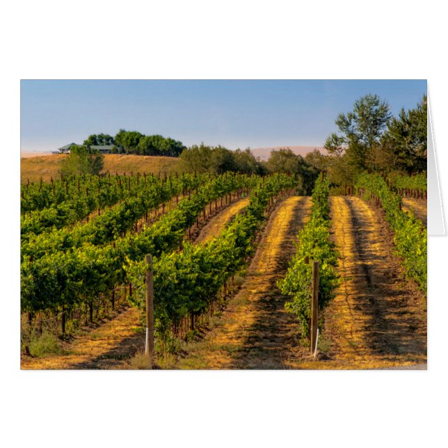USA, Eastern Washington, Walla Walla Vineyards (Front Horizontal)