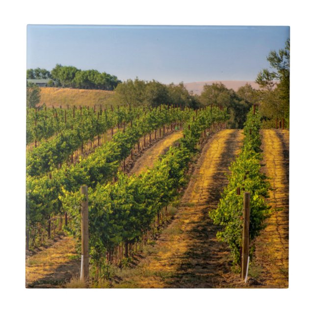 USA, Eastern Washington, Walla Walla Vineyards Tile (Front)