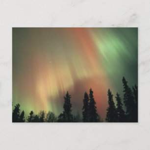 USA, Fairbanks area, Central Alaska, Aurora 3 Postcard