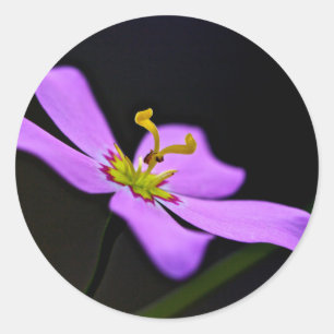 USA, Florida, Big Cypress National Preserve Classic Round Sticker