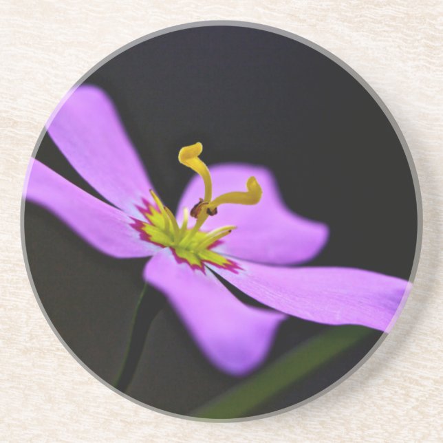 USA, Florida, Big Cypress National Preserve Coaster (Front)