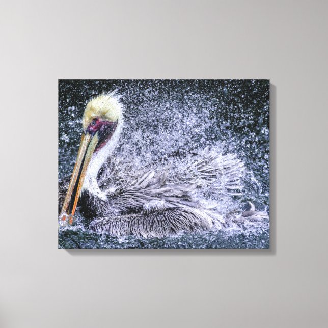 USA, Florida. Brown Pelican Canvas Print (Front)