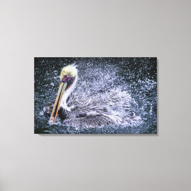 USA, Florida. Brown Pelican Canvas Print (Front)