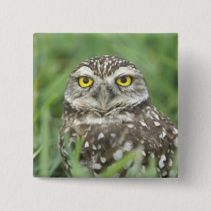 USA, Florida, Cape Coral, Burrowing Owl (Athene 2 Inch Square Button