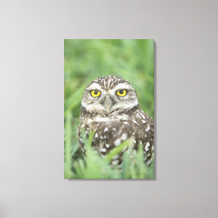 USA, Florida, Cape Coral, Burrowing Owl (Athene Canvas Print