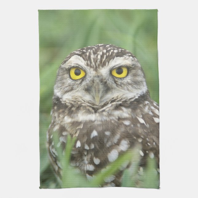 USA, Florida, Cape Coral, Burrowing Owl (Athene Kitchen Towel (Vertical)