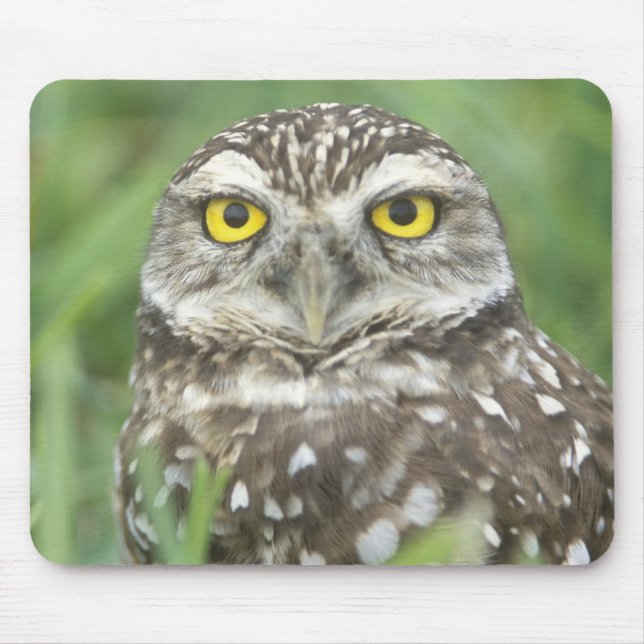 USA, Florida, Cape Coral, Burrowing Owl (Athene Mouse Pad (Front)