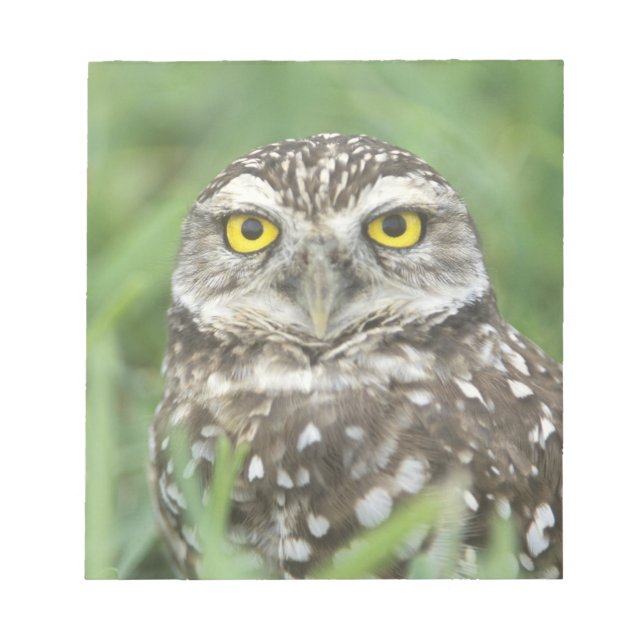 USA, Florida, Cape Coral, Burrowing Owl (Athene Notepad (Front)