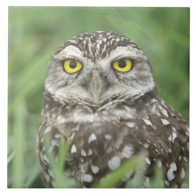 USA, Florida, Cape Coral, Burrowing Owl (Athene Tile (Front)