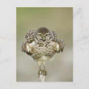 USA, Florida, Cape Coral, Close-up of burrowing Postcard