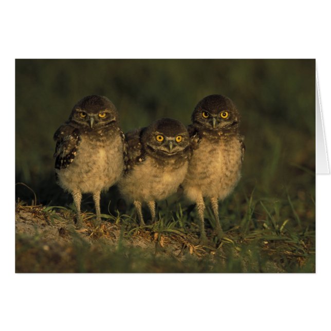 USA, Florida, Cape Coral. Three Burrowing Owls (Front Horizontal)