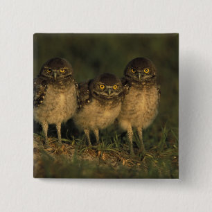 USA, Florida, Cape Coral. Three Burrowing Owls 2 Inch Square Button