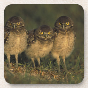 USA, Florida, Cape Coral. Three Burrowing Owls Coaster