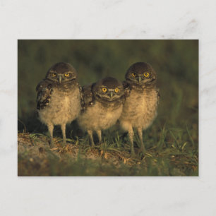 USA, Florida, Cape Coral. Three Burrowing Owls Postcard