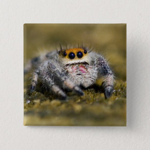 USA, Florida. Close-up of jumping spider. Credit 2 Inch Square Button