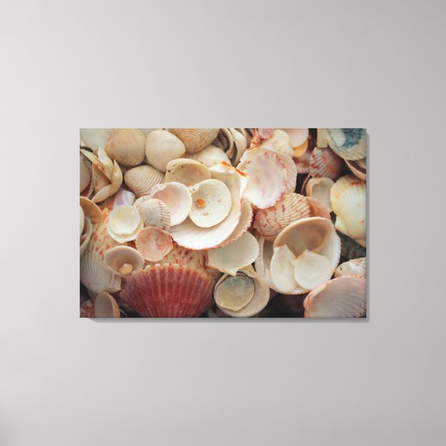 USA, Florida. Close Up Of Shells On Santa Rosa Canvas Print (Front)