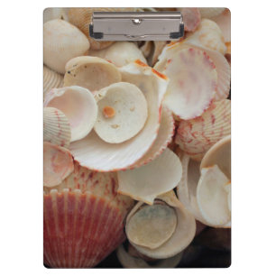 USA, Florida. Close Up Of Shells On Santa Rosa Clipboard