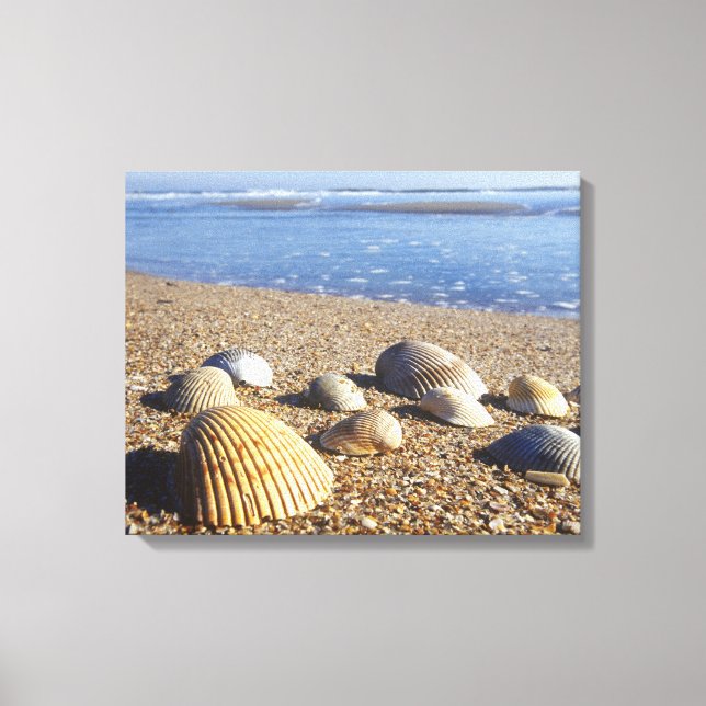 USA, Florida, Coastal Sea Shells Canvas Print (Front)