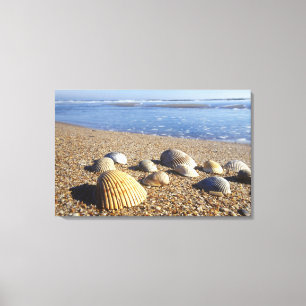 USA, Florida, Coastal Sea Shells Canvas Print