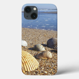 USA, Florida, Coastal Sea Shells iPhone 13 Case