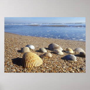 USA, Florida, Coastal Sea Shells Poster