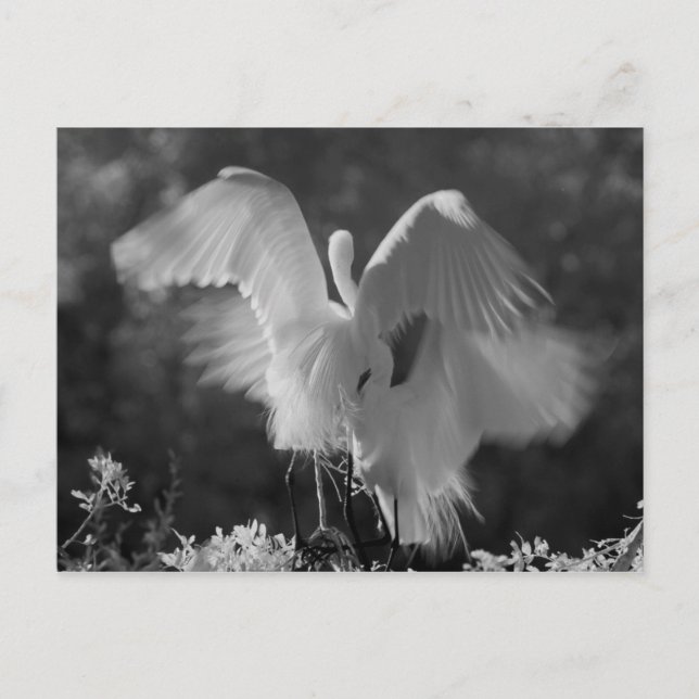 USA, Florida, Great Egret (Ardea alba) infrared 3 Postcard (Front)