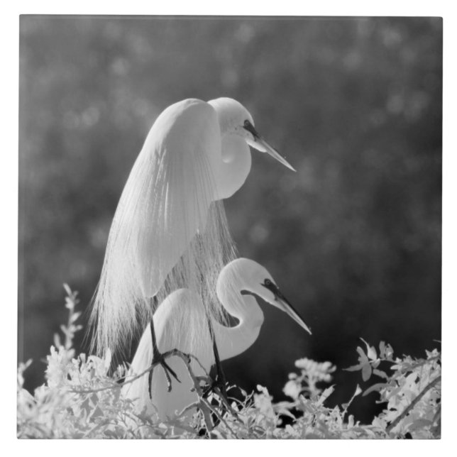 USA, Florida, Great Egret (Ardea alba) infrared Tile (Front)