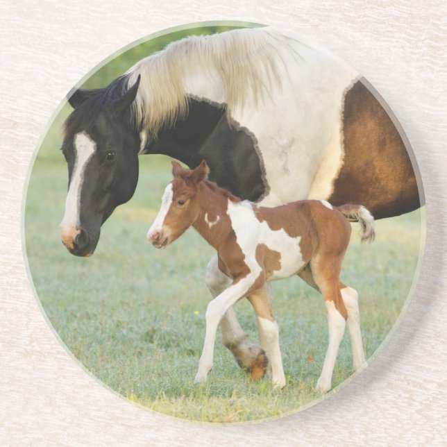 USA, Florida, Newborn Paint filly Coaster (Front)