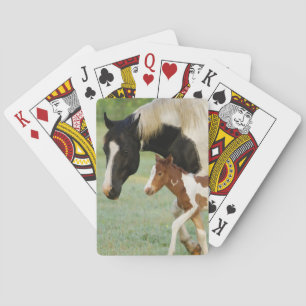 USA, Florida, Newborn Paint filly Playing Cards