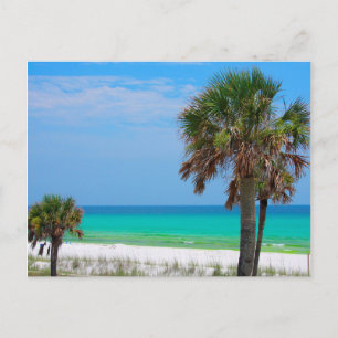 USA, Florida. Palm Trees On Emerald Coast Postcard