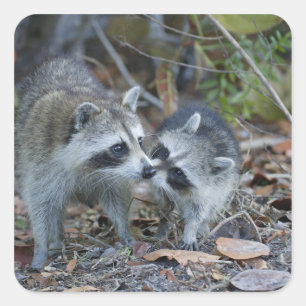 USA, Florida, Sanibel, Ding Darling National Square Sticker