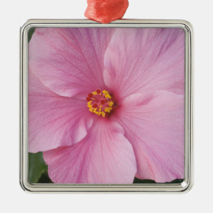 USA, Florida, Sanibel, Hibiscus Rose of Metal Ornament