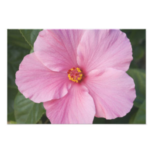 USA, Florida, Sanibel, Hibiscus Rose of Photo Print