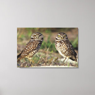 USA, Florida, Sanibel Island. Close-up of Canvas Print
