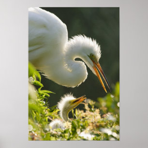 USA, Florida, St. Augustine, Alligator farm Poster