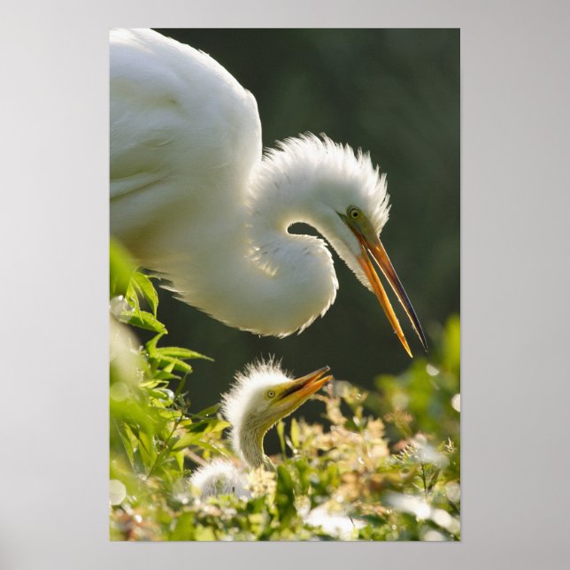 USA, Florida, St. Augustine, Alligator farm Poster (Front)