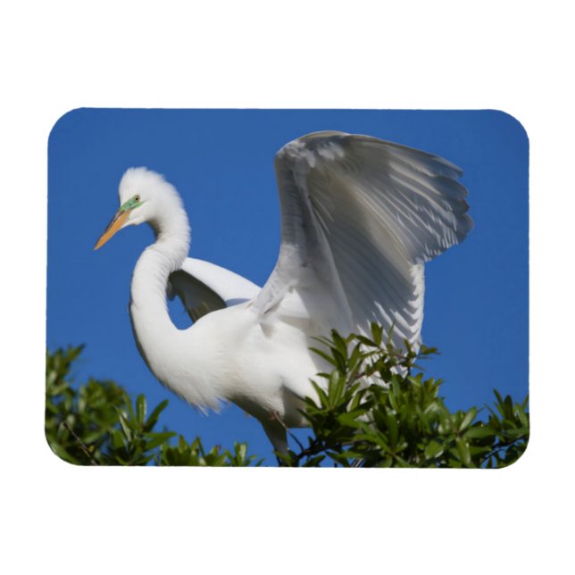 USA, Florida, St. Augustine, Egret Magnet (Horizontal)
