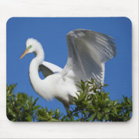 USA, Florida, St. Augustine, Egret