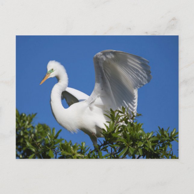 USA, Florida, St. Augustine, Egret Postcard (Front)