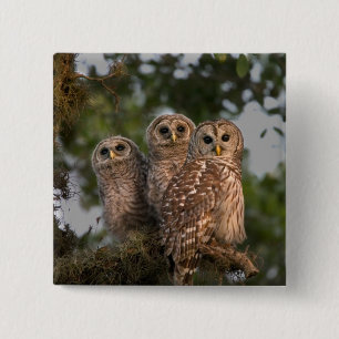 USA, Florida, Viera Wetlands. Three barred 2 Inch Square Button