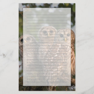 USA, Florida, Viera Wetlands. Three barred Stationery