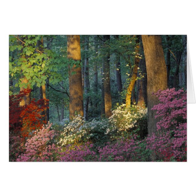 USA, Georgia, Callaway Gardens, Azalea forest. (Front Horizontal)